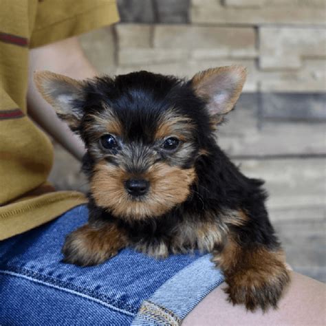 craigslist yorkie puppies for sale by owner|yorkie terrier puppies for adoption.